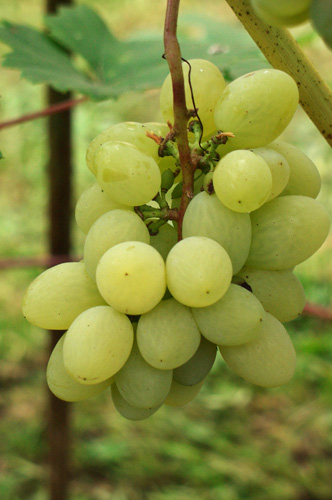Наприклад, вирощувати разом з виноградом інші культури