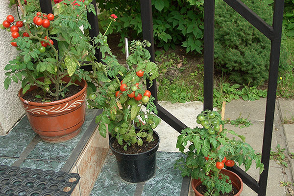 Міні-томати підходять для прикраси підвісних кошиків