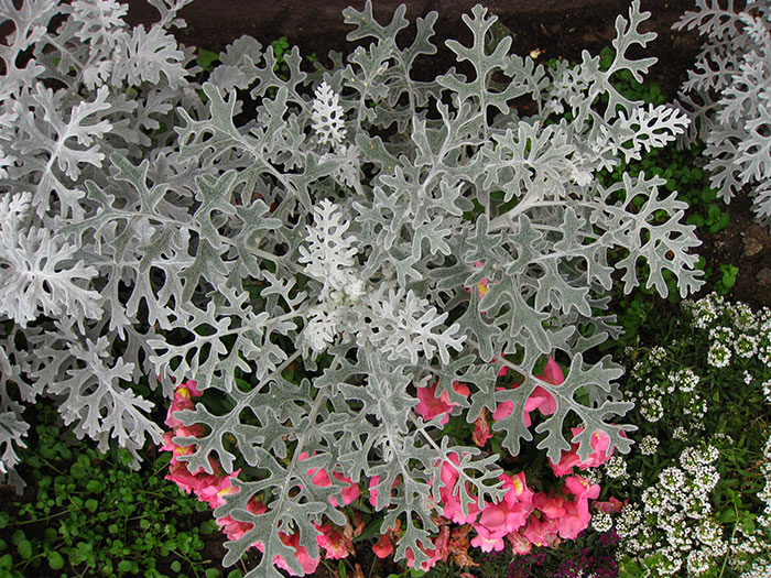 Якщо хочете не помилитися у виборі рослини, яке прикрасить вашу ділянку, то посадіть цинерарію морську, вона ж цинерарія приморська, крестовнік приморський (Cineraria maritima, Senecio cineraria) сімейства Айстрові