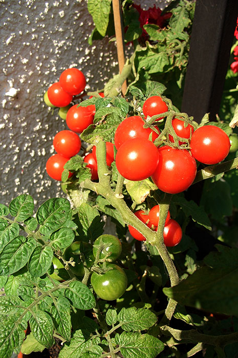 Розглянемо деякі популярні сорти і гібриди, крім балконних томатів, про які я писала раніше (   «Балконні томати: вирощування і опис сортів»   )