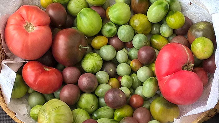 Стаття по темі: «   Дозаривание помідорів в домашніх умовах як спосіб збереження врожаю   «