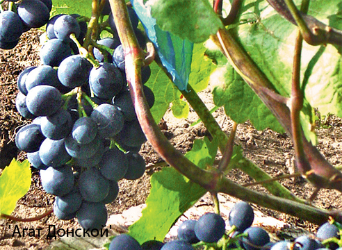 З перерахованих сортів винограду виберіть для першої посадки не більше чотирьох-п'яти