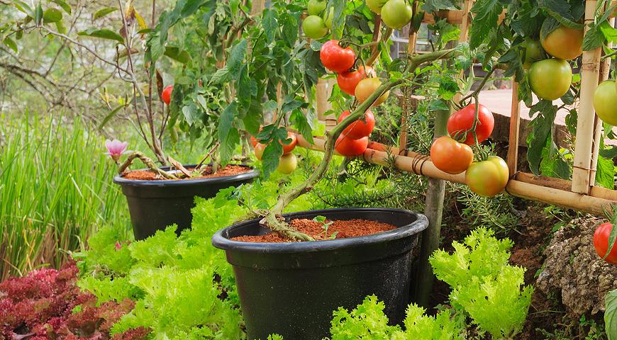 Вже не знаємо, чи будуть помідори рости від цього краще, але ваш настрій точно підніметься