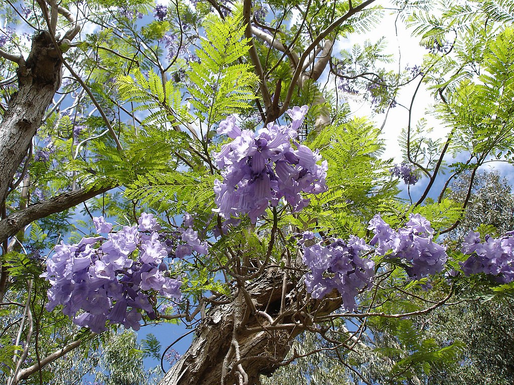 Квітки зазвичай всіляких синюватих і бузкових відтінків, є також види з білими і пурпуровими квітками