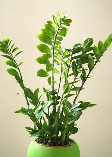 Замиокулькас заміелістний (Zamiokulcas zamiifolia) - ефектне кімнатна рослина сімейства Ароїдні