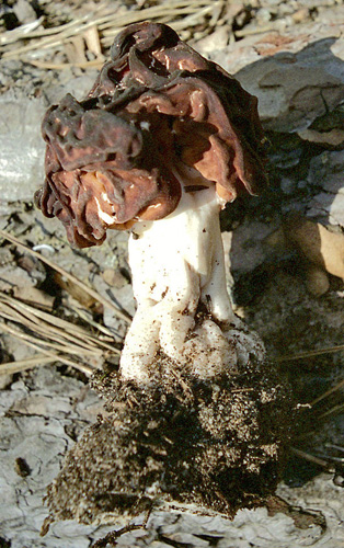 Строчок, гриб з безформною зморшкуватою капелюшком, в СРСР вважався умовно-їстівних і допускався ГОСТом в заготовку