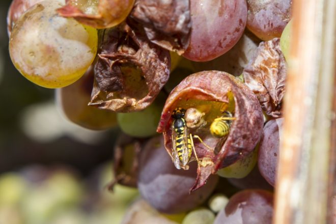На винограднику і присадибній ділянці завжди знайдуться шкідники, які готові з'їсти все ягоди без залишку