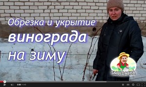 Здатність винограду винести зиму залежить від багатьох факторів, а ще від того, наскільки якісно ви за ним доглядали протягом усього сезону