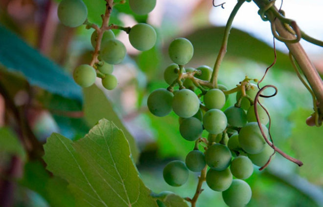 Смачні, гарні ягоди винограду можуть з'явитися тільки при хорошому догляді за рослиною, а найголовніше, при правильній посадці виноградника