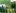 Нана Ауреа - карликовий чагарник (висотою до 50 см) з густими, кучерявими, віялоподібними гілками від яскраво-золотистої до жовто-коричневого забарвлення