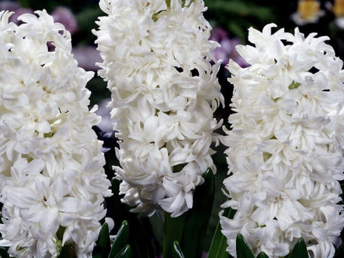 Являє красива рослина з махровими білими квітками