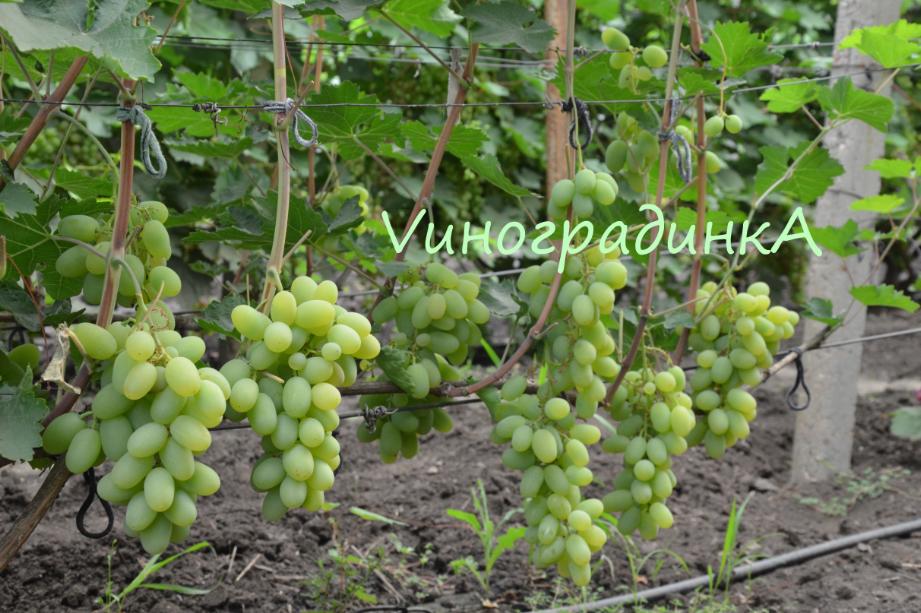 НОВИЙ Подарунок Запоріжжя - нова їдальня форма винограду