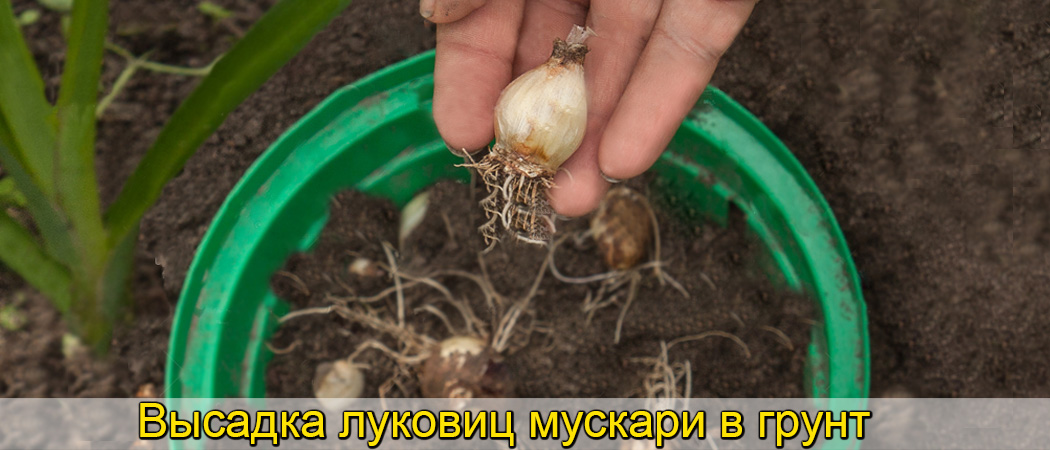 До складу цього препарату входять необхідні рослині амінокислоти, мікроелементи, і фітогормони