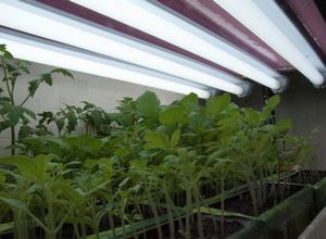 Лампи для розсади потрібні в тому випадку, якщо вас потрібна рання розсада або ж ви вирощує розсаду рослин з довгим терміном вегетації