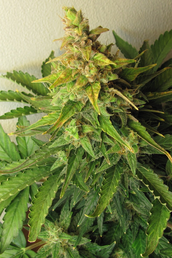 Автоцветущіе сорти марихуани з'явилися після того, як були виявлені унікальні властивості виду канабіс рудераліс (конопля бур'яниста), по суті, звичайною «дички», низькорослі (близько 90 см в середньому) рослини якої практично не містять ТГК