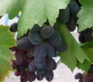 У перший рік після посадки, виноград потребує особливого догляду, щоб створити сприятливі умови для його росту і якнайшвидшого вступу в пору плодоношення