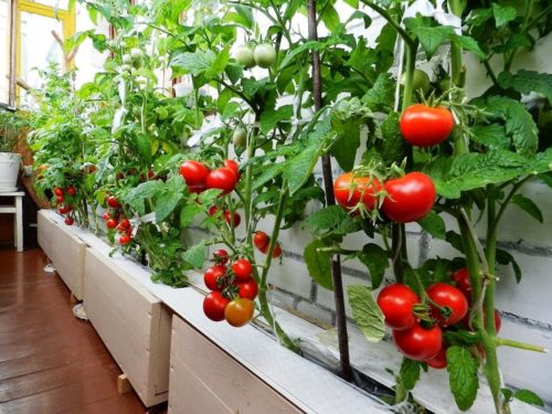 У міру дозрівання плодів, їх бажано підвішувати, щоб зручніше було доглядати і милуватися красою ампельних томатів