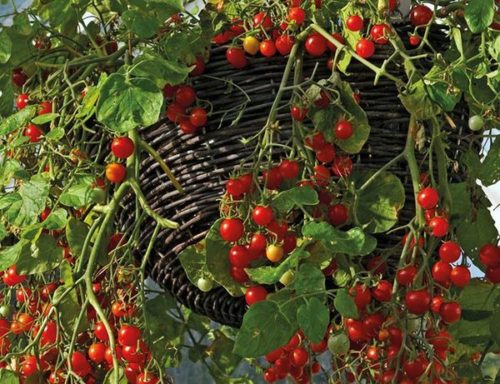 Якщо ваша мета - вирощування томатів цього сорту з декоративною метою, тоді можна не поспішати зі збором врожаю і милуватися красивими спадаючими гірляндами