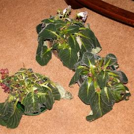 Терміново викопайте, обріжте уражені листя, обробіть бульба фунгіцидами та посадите в свіжий грунт