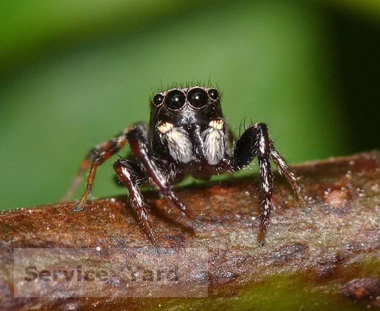 Як і всі тварини, павуки селяться там, де досить для них їжі