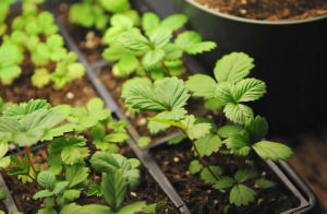 Способи, як садити насіння: