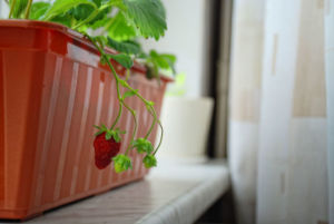 Посадка будинку дає можливість отримувати ягоди цілий рік