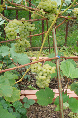 Ріст бур'янів навесні і в першій половині літа відбирають багато поживних речовин і вологи у винограду
