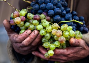 У сучасній агрокультурі винограду для виноробства вирощують різновиди, що відносяться до європейсько-азіатському роду (vitis vinifera)