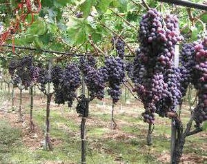 Щоб виростити здорові, компактні кущі винограду з хорошою врожайністю необхідно освоїти деякі правила, особливості та різновиди обрізки даної культури