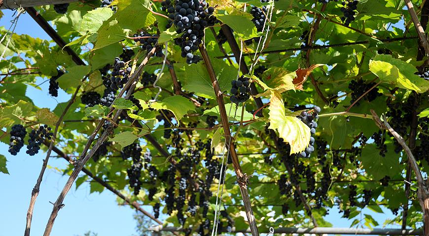 Не хвилюйтеся:   виноград добре приживається після пересадки, навіть досить дорослі рослини