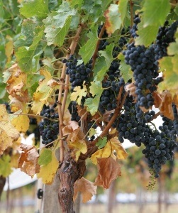 Для того щоб   виноград   був смачним і солодким, необхідно чітко дотримуватися правил догляду