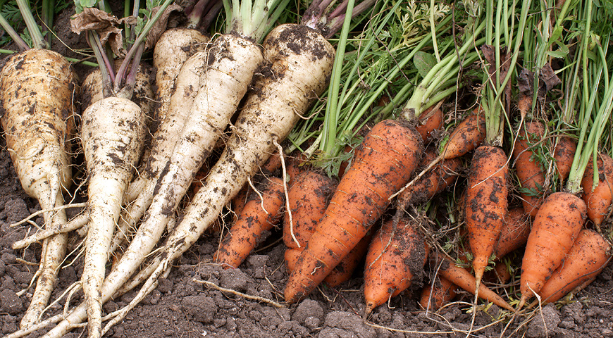 Основний догляд за грядками моркви полягає в своєчасних прополка, розпушуванні міжрядь, поливі і підгодівлі