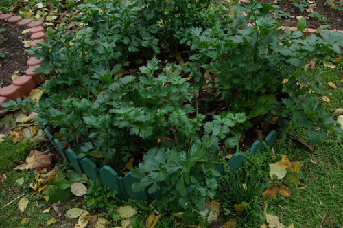 Кореневої селера вигідніше вирощувати, ніж стебловий і листової