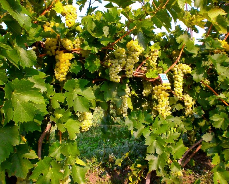 Сорт винограду Мускат білий можна висаджувати в низинах, на важких грунтах