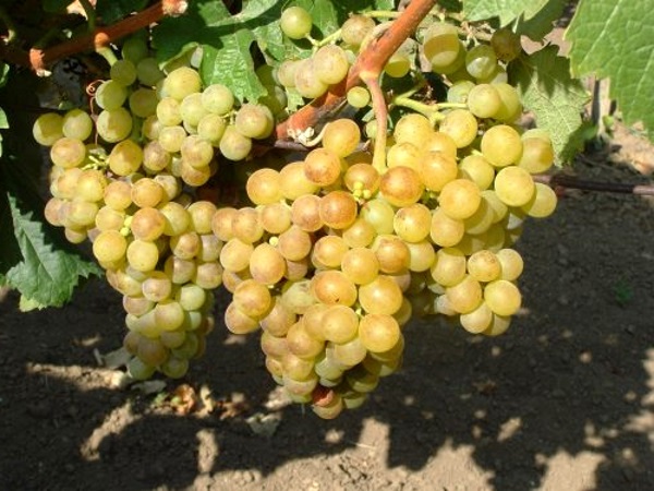 Даний сорти білого винограду витримує без укриття морози до -26 градусів, і стійкий до основних хвороб і шкідників винограду