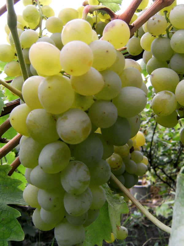 Сорт винограду Восторг білий найкраще підходить для вживання в свіжому вигляді