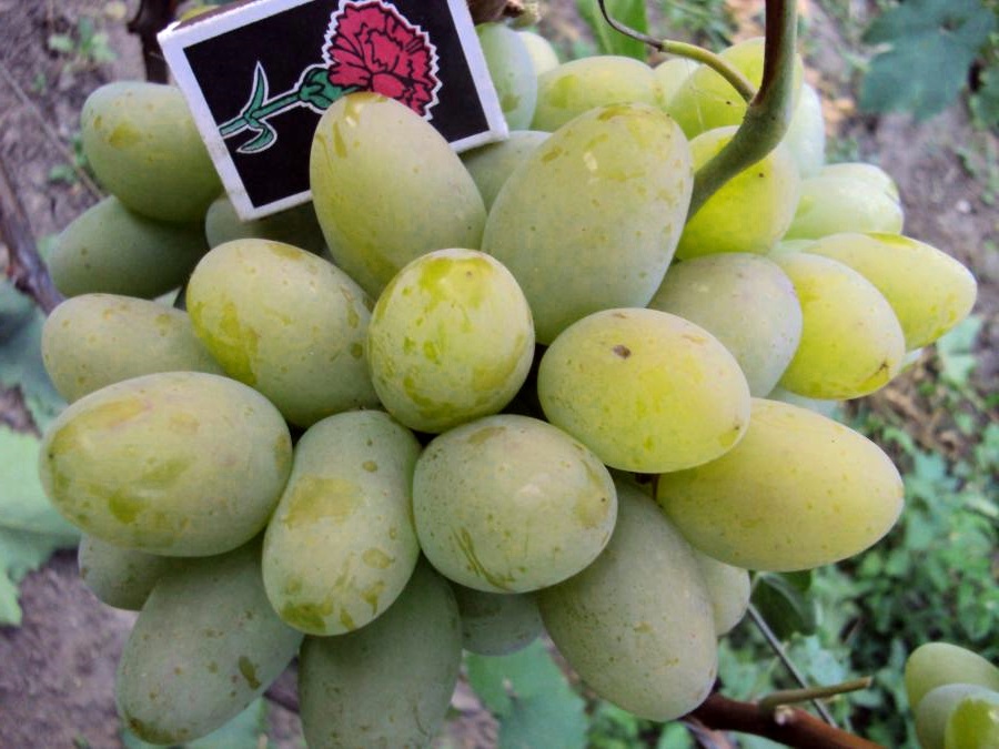 Сорт винограду Білий Коклена досить стійкий до сірої гнилі і мілдью, до оїдіуму середня стійкість