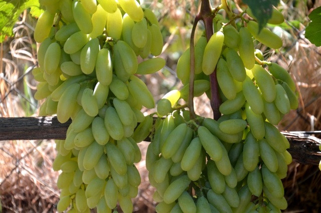 Сорт винограду Хусайне білий стійкий до всіляких гнилей, довго зберігаються на кущах, проте до прочив хвороб і шкідників абсолютно не стійкий