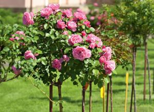 Деякі хитрості при посадці штамбової троянди допоможуть сформувати красиву, гармонійну крону і