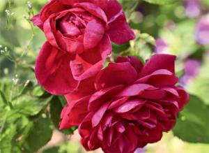 Що потрібно знати, щоб покупка саджанців троянд не