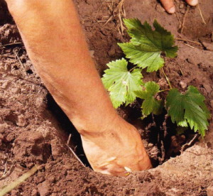 Саджанці розміщують під кутом 45 °, для чого робиться горбок із землі і садиться рослина, коріння при цьому направляються вглиб