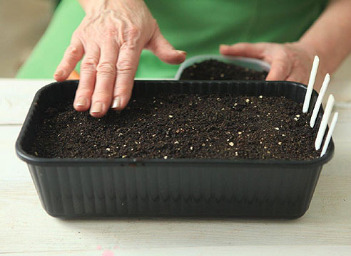 Зверху насіння присипають шаром грунту в 1 см, ущільнюють грунт