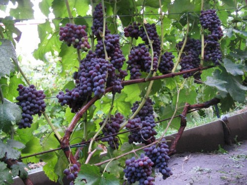 Перш ніж посадити саджанці винограду кишмиш варто вибрати сприятливе місце