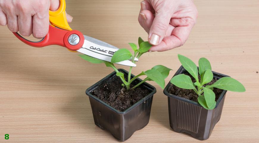 Коли рослини петунії досягнуть 5-7 см, для кращого кущіння рослин прищипните пагони над 4-5 листом (8)
