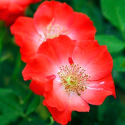 Одна з найстаріших династій селекціонерів троянд в Англії була заснована в 1836 році Олександром Діксоном