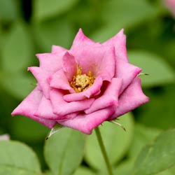 Американець Ральф Мур за 61 рік роботи створив більше 500 сортів і заклав теоретичні основи селекції смугастих троянд