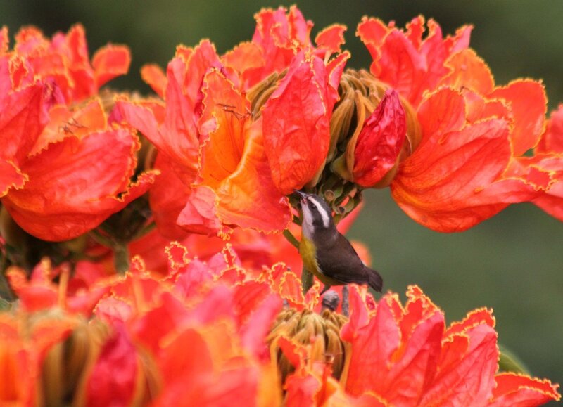 Відкриті квіти чашеобразной форми утримують вологу від дощу і роси, що привертає багато видів птахів, а нектар користується популярністю у колібрі   Деревина цього дерева м'яка і використовується для гніздування птахами