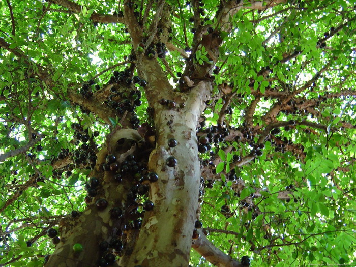 Виноградне дерево в Бразилії