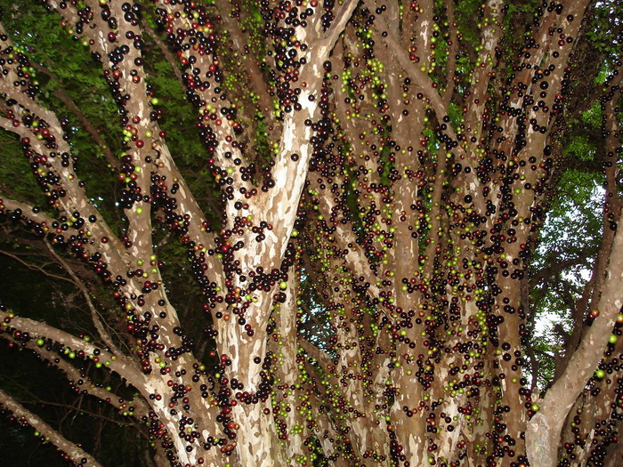 Бразильське виноградне дерево росте довго - 100 років має пройти, поки воно досягне зрілості