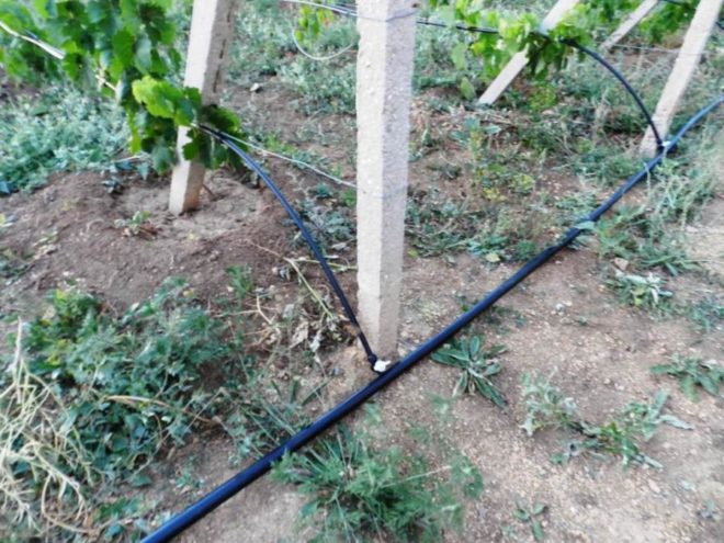 Все більше кількість садівників затягує виноградарство